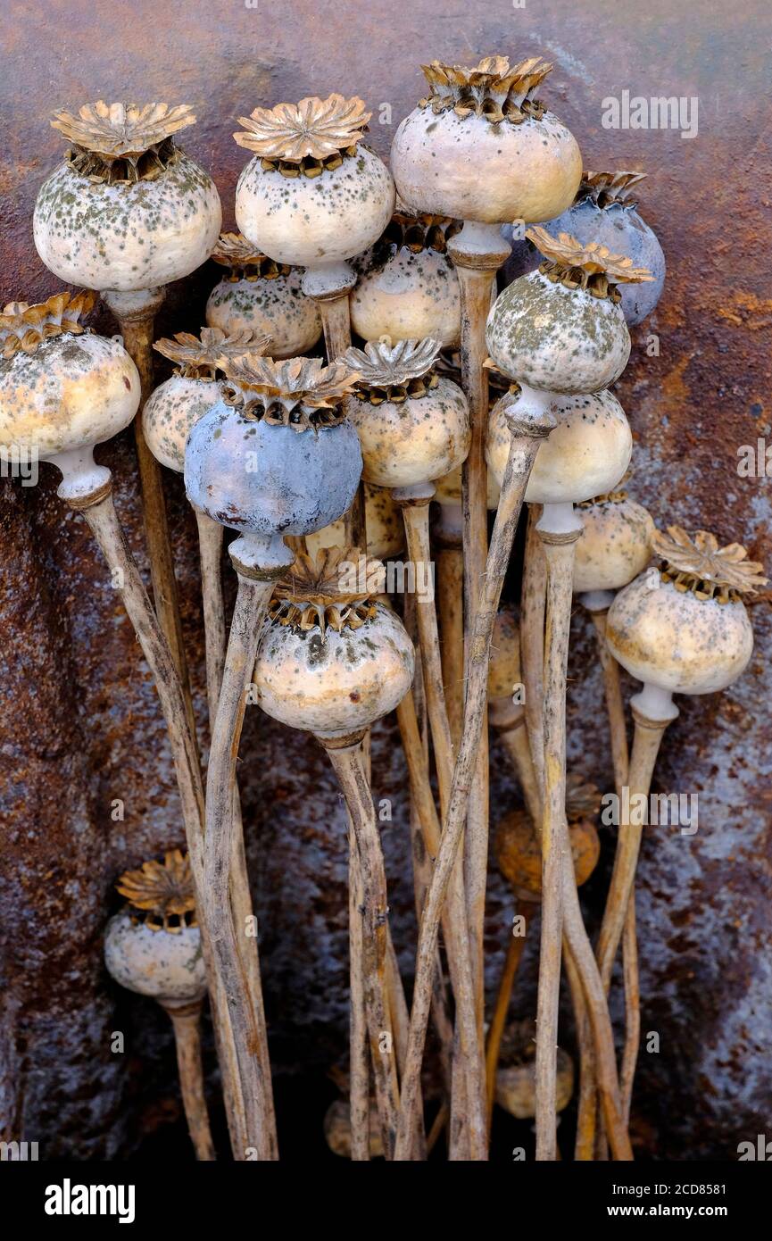 dried poppy seed heads on rusty metal background Stock Photo Alamy