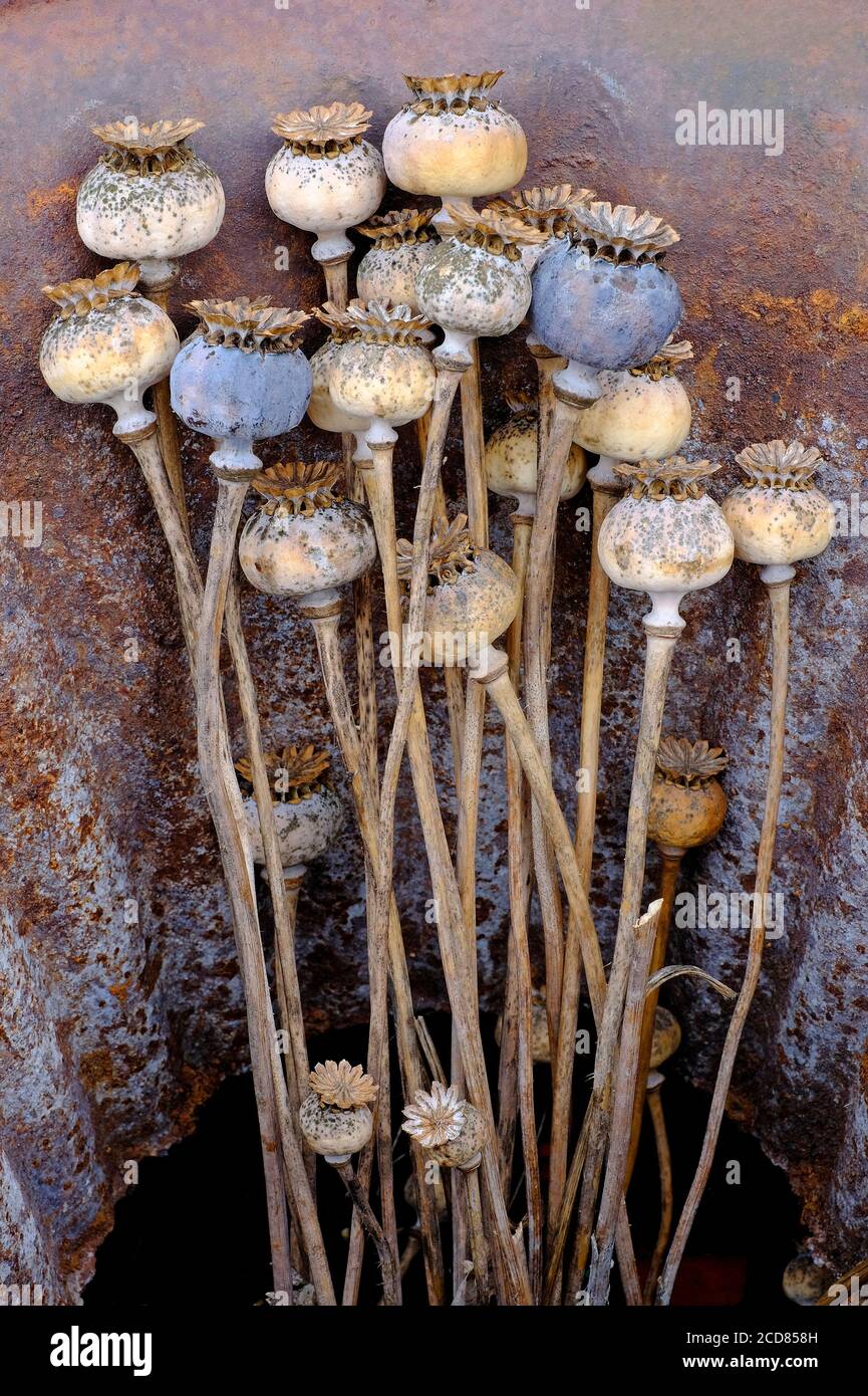 dried poppy seed heads on rusty metal background Stock Photo Alamy