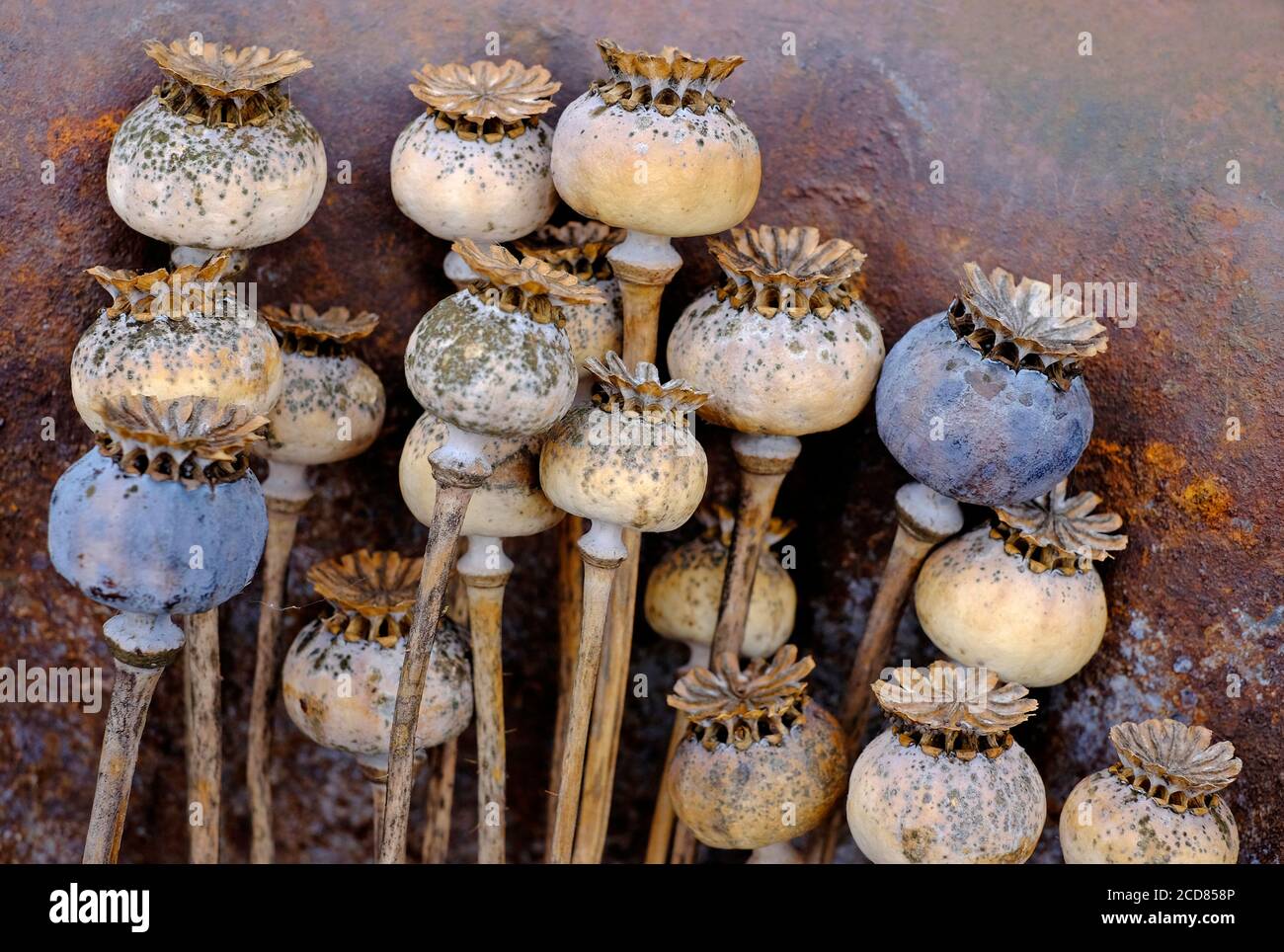dried poppy seed heads on rusty metal background Stock Photo Alamy