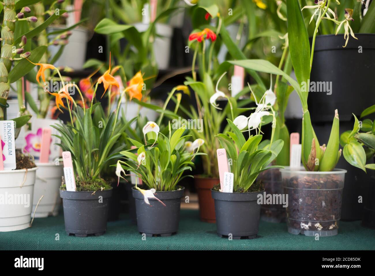 MASDEVALLIA ORCHID HYBRIDS FOR SALE ON A BENCH Stock Photo