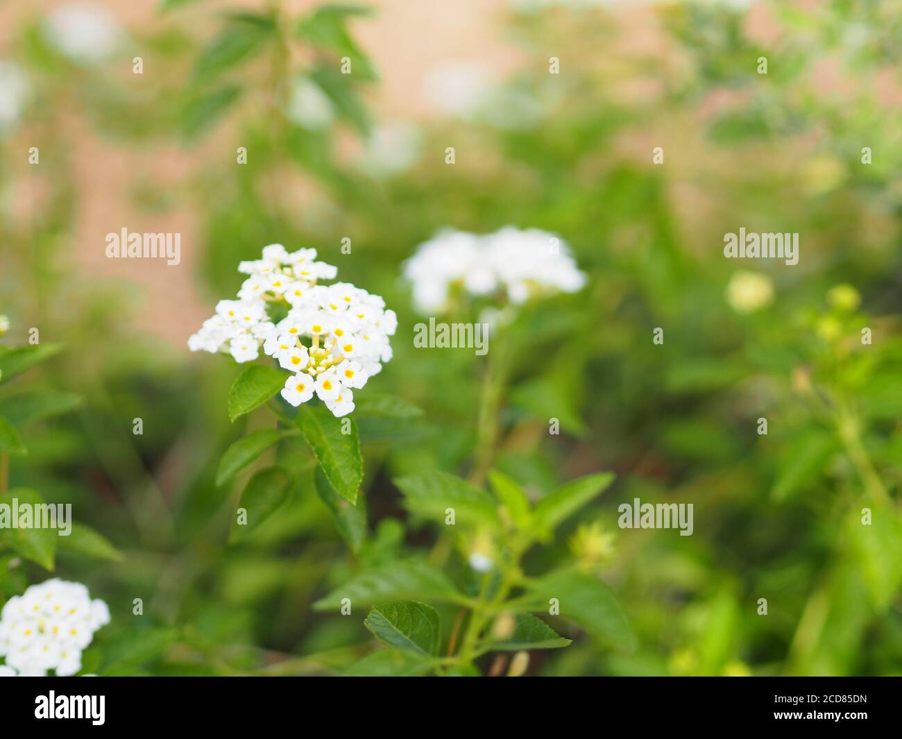 White flower Lantana camara, Verbenaceae blooming in garden on blurred of nature background Stock Photo
