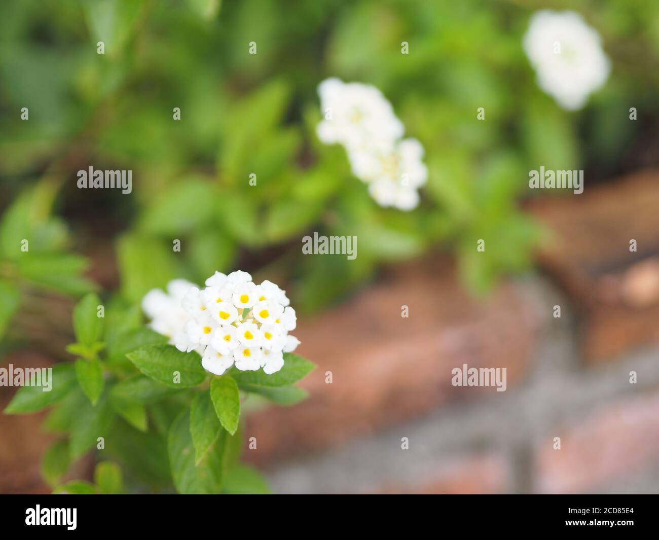 White flower Lantana camara, Verbenaceae blooming in garden on blurred of nature background Stock Photo