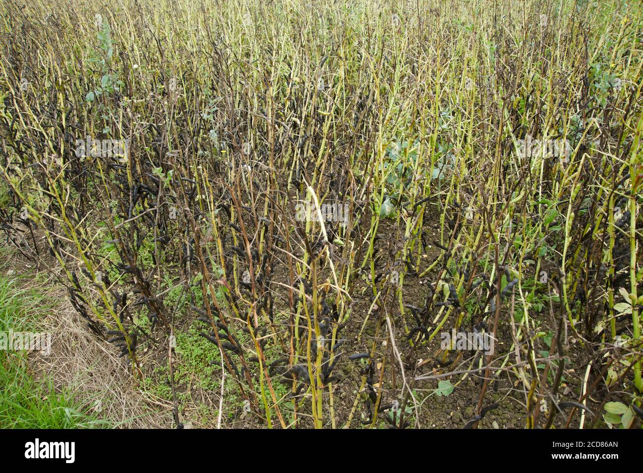 Crop of Broad beans (Vicia faba) drying awaiting harvesting, East