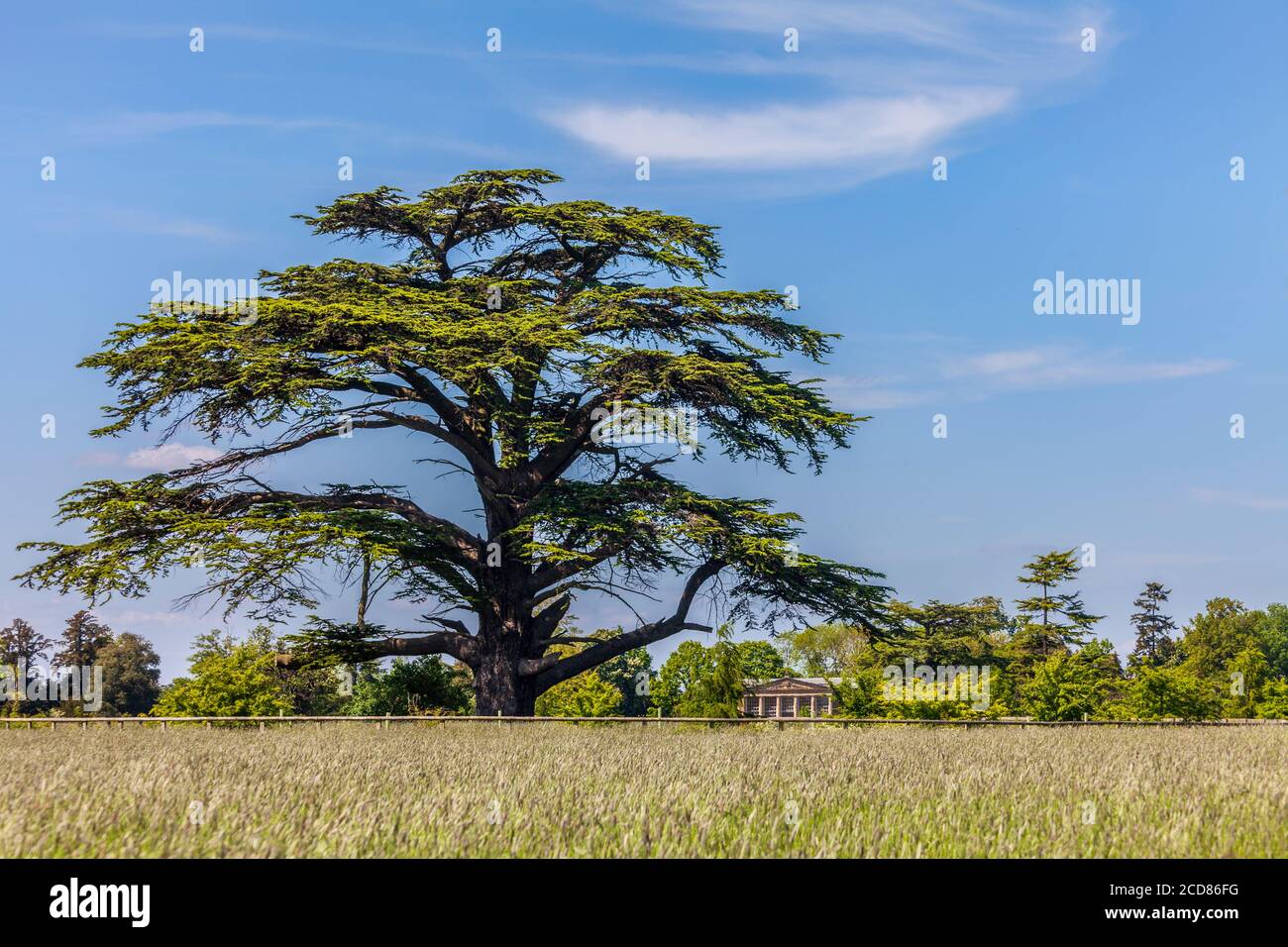 A Lebanese Cedar tree and Orangery of Croome Court, Worcestershire, England Stock Photo