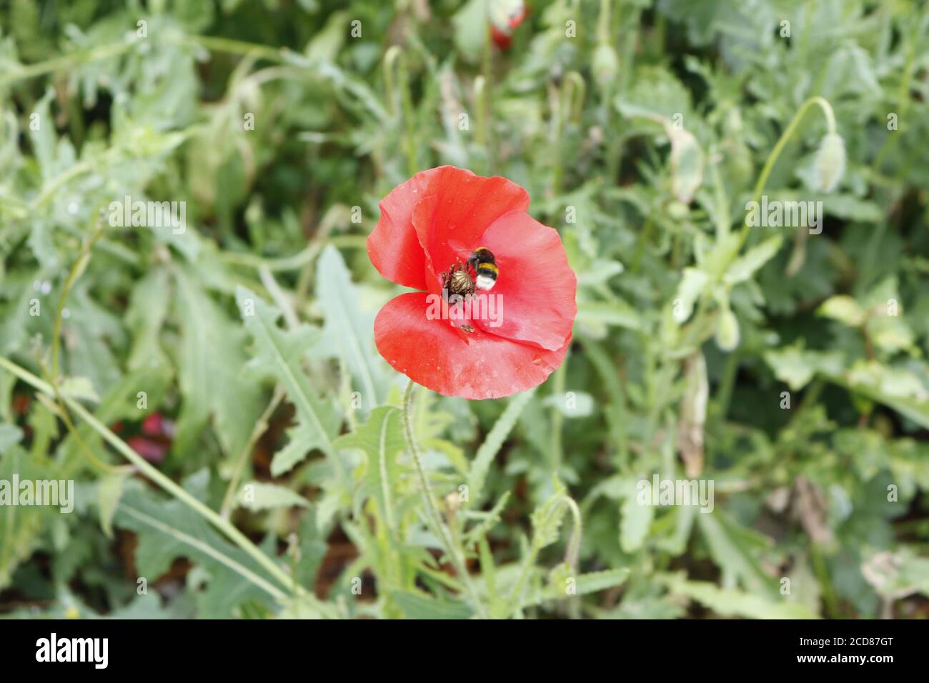 Honey bee pollinating poppy flower Stock Photo