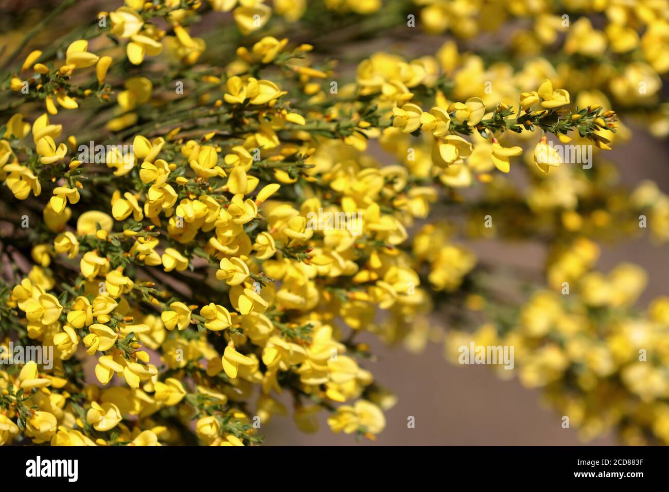 Yellow flowering Garden Broom Shrub outdoor plant Stock Photo Alamy