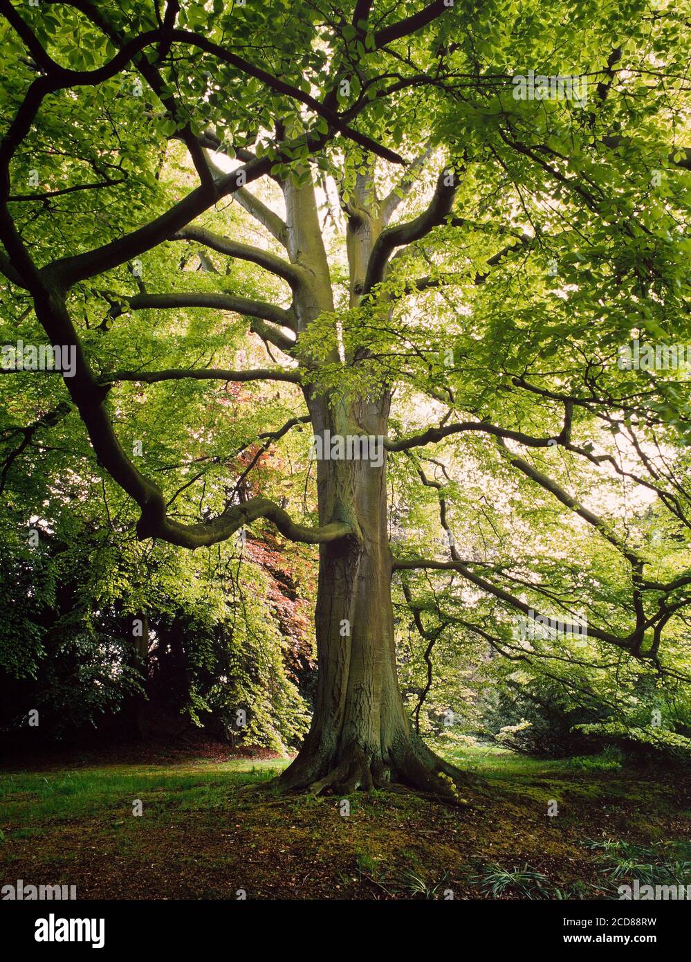 Mature Beech tree, Fagus sylvatica Stock Photo