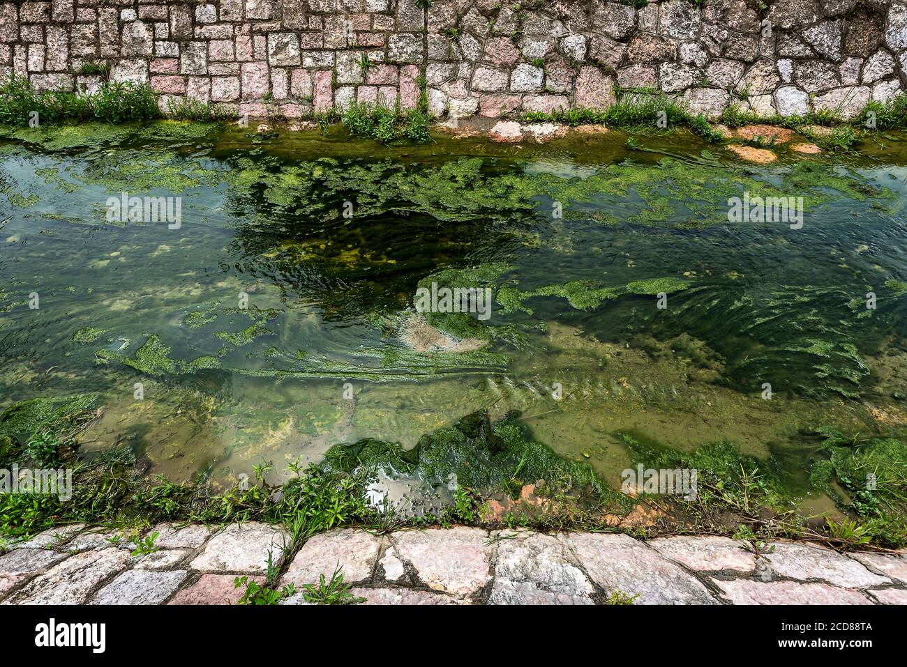 Conferva hi-res stock photography and images - Alamy