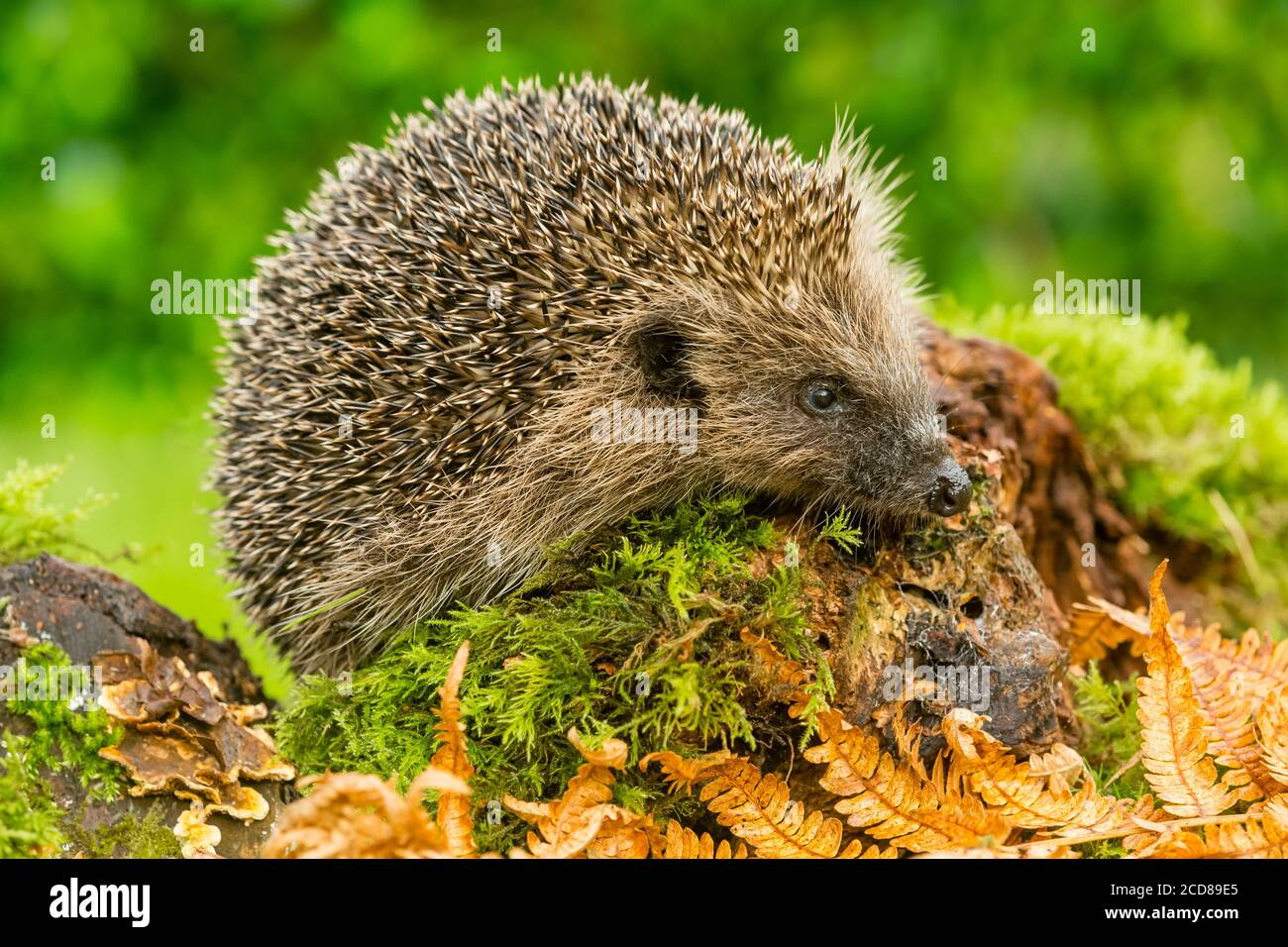 Hedgehog,(Scientific name: Erinaceus Europaeus). Wild, native, European hedgehog foraging in natural woodland habitat with golden ferns and green moss Stock Photo
