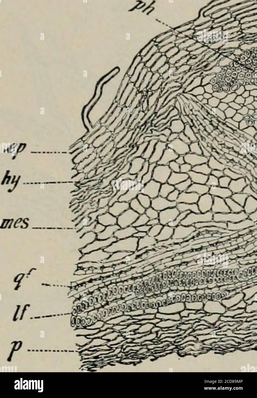 The microscopy of vegetable foods, with special reference to the detection  of adulteration and the diagnosis of mixtures . rkablepeculiarities  traceable partly at least to the conditions encountered whileripening in the