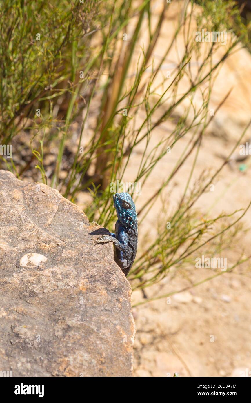 Agama atra close to Stellenbosch, Western Cape, South Africa Stock Photo