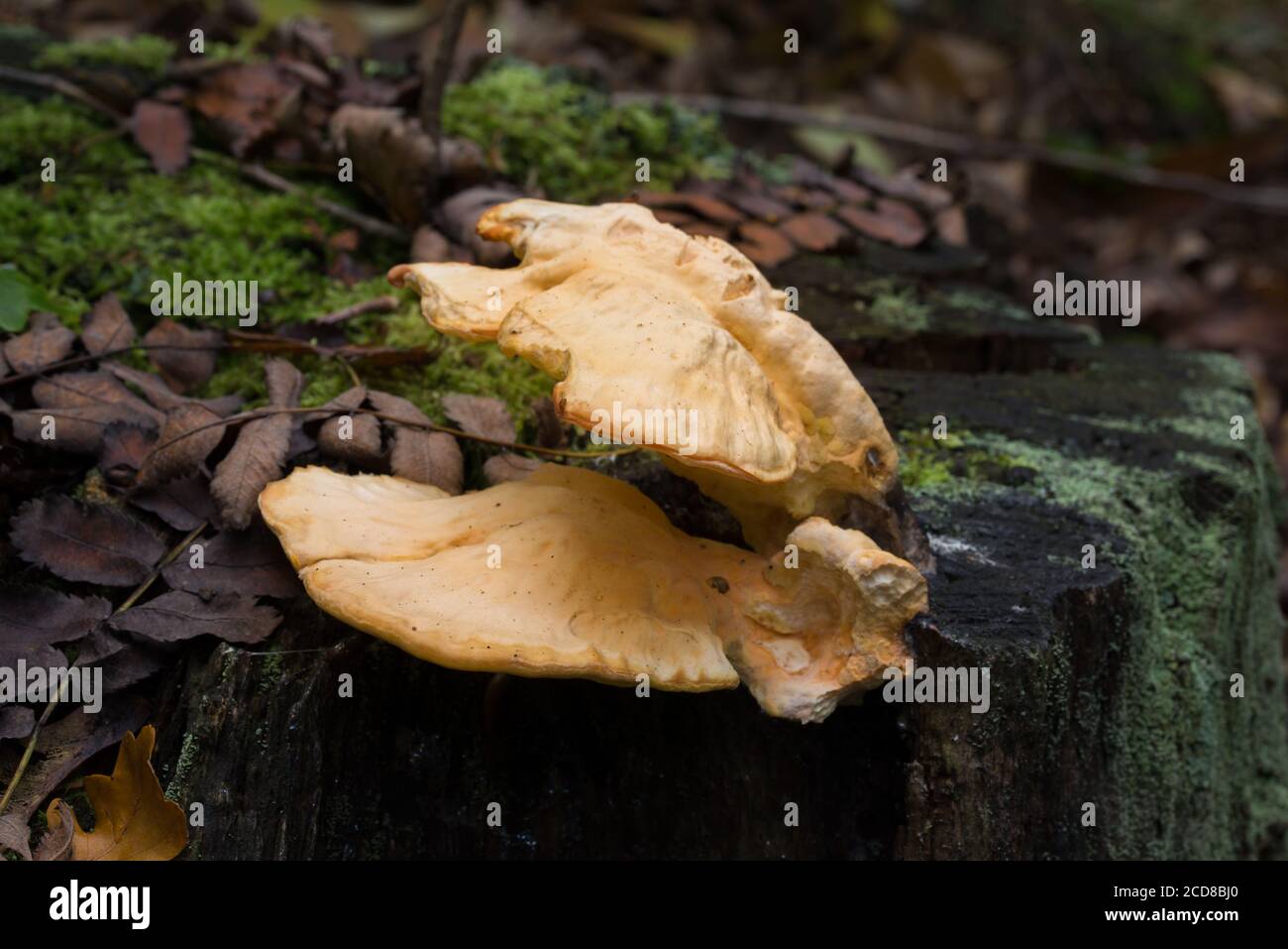 orange  fungus on tree - laetiporus sulphureus, sulphur shelf closeup Stock Photo
