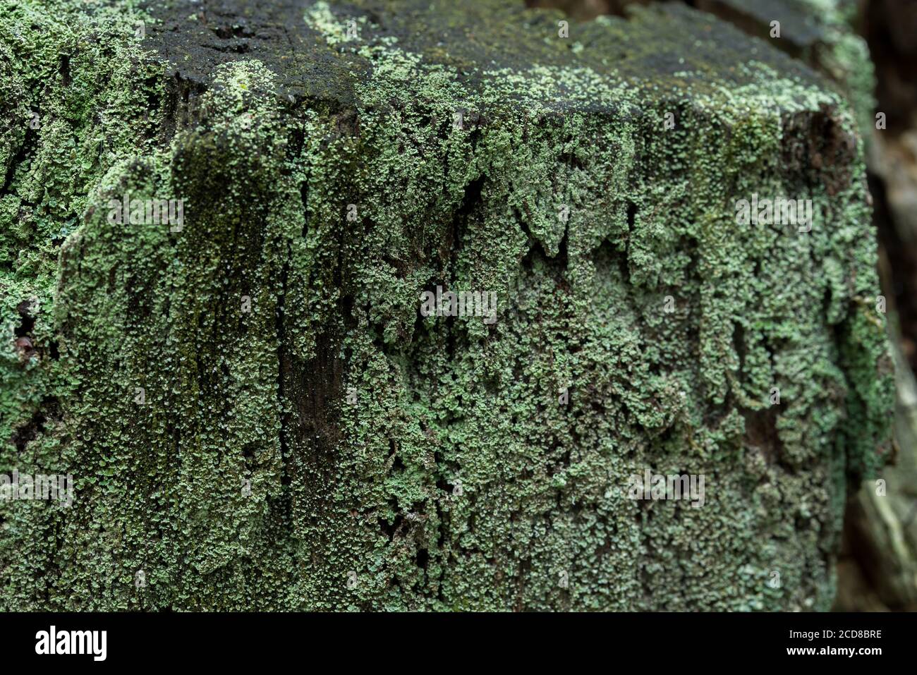 lichen on tree trunk closeup selective focus Stock Photo