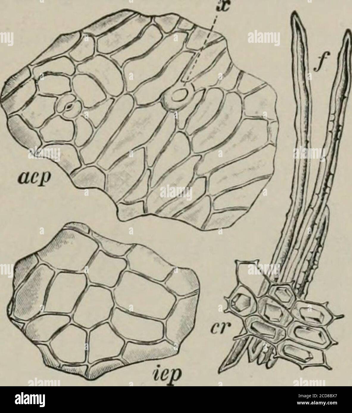 The microscopy of vegetable foods, with special reference to the detection  of adulteration and the diagnosis of mixtures . Fig. 22od. Alfalfa. Seed in  cross sec-tion. 5 spermoderm consists ofpal palisade