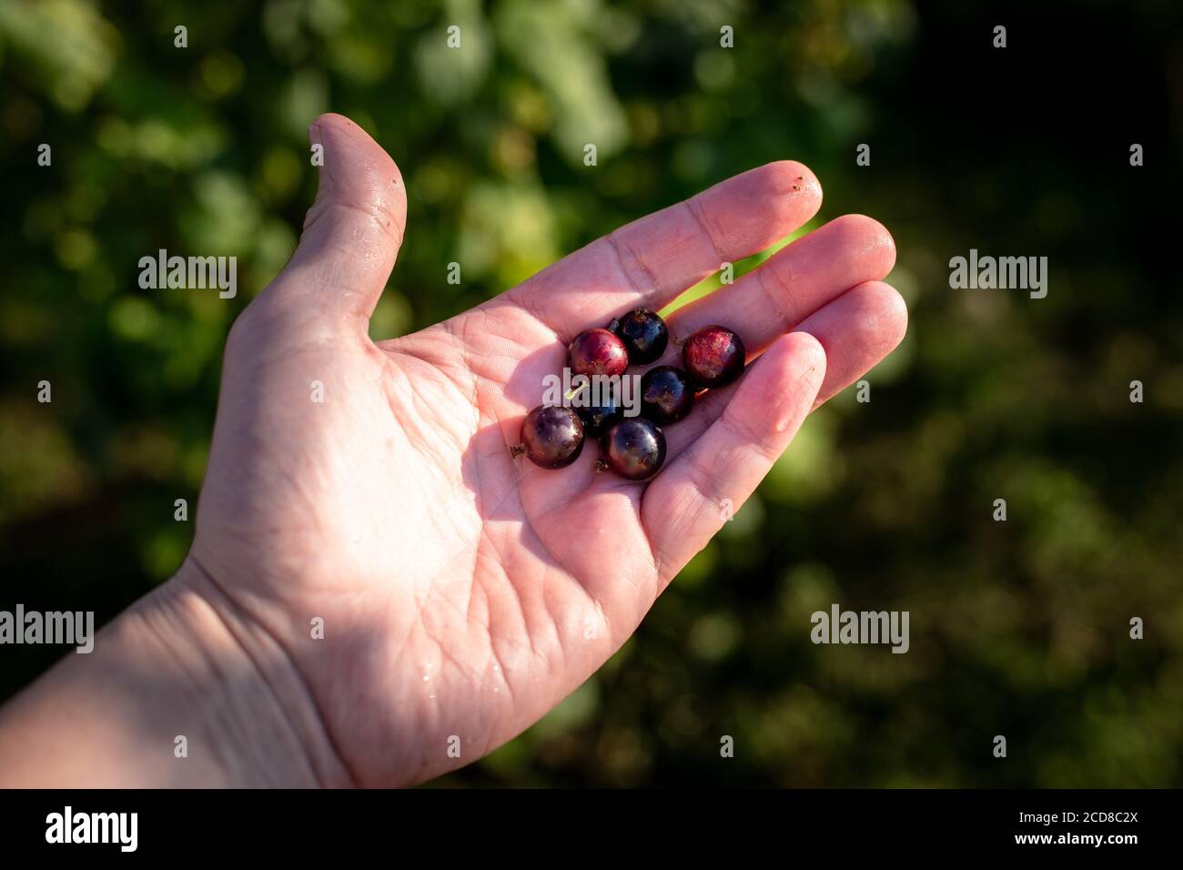 Picking black currants by hand Stock Photo - Alamy