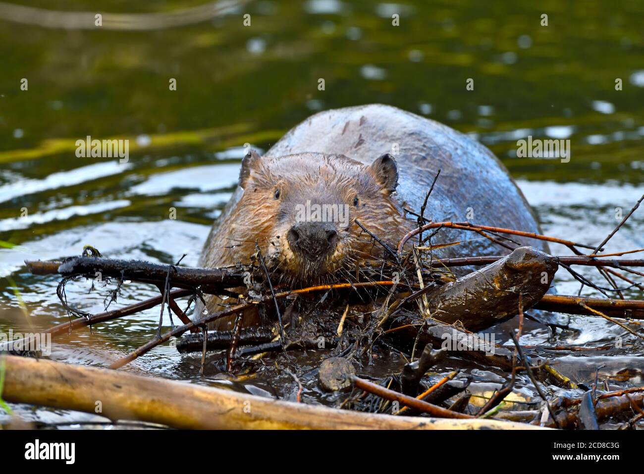 A wild beaver 'Castor canadensis', carrying a load of sticks to repair a leak in his dam in rural Alberta Canada. Stock Photo