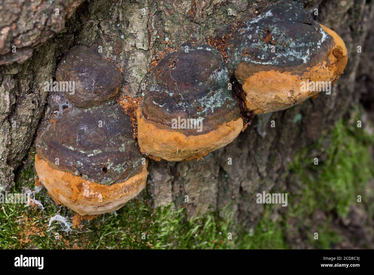 polypore fungus on tree trunk closeup selective focus Stock Photo