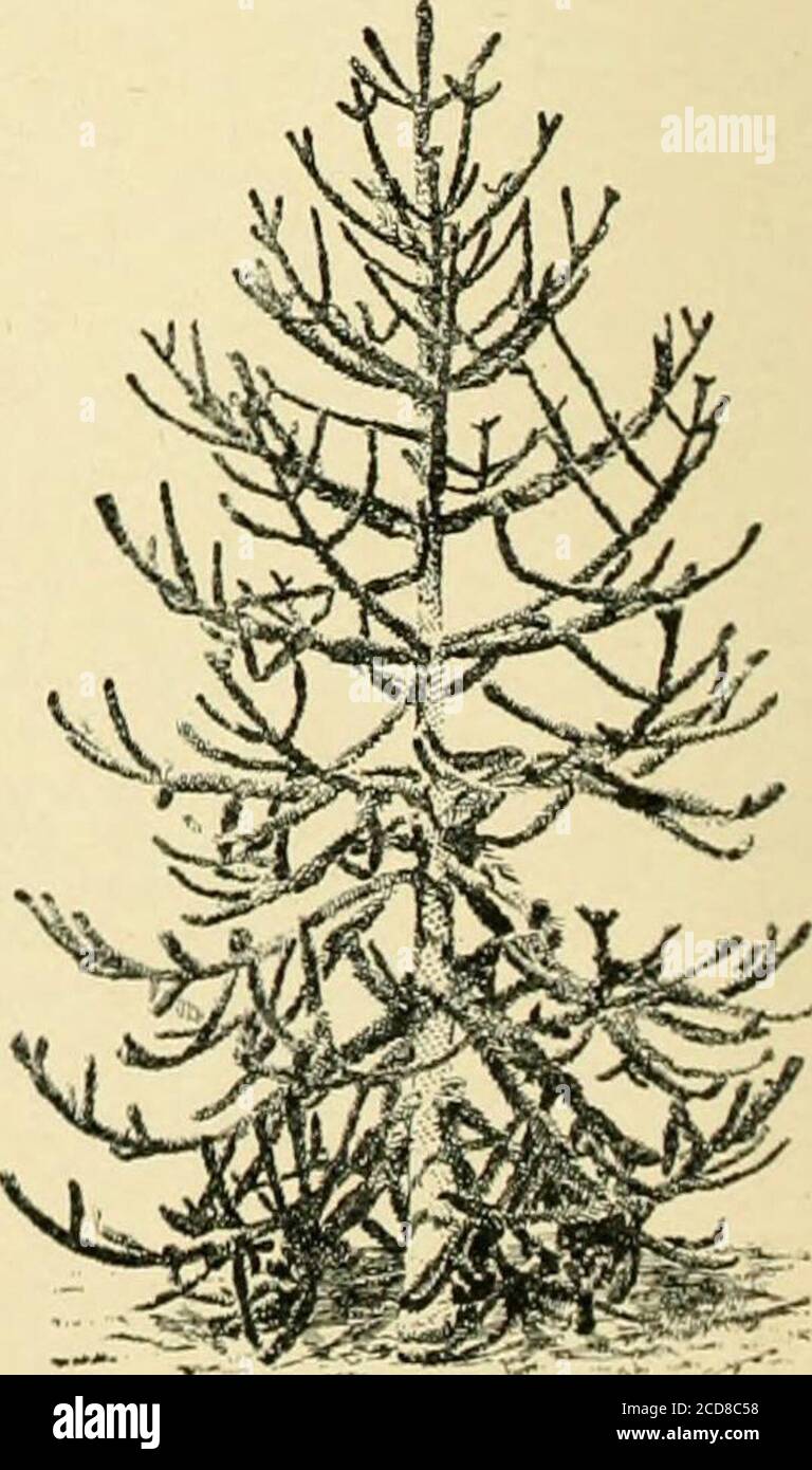 Deflexed . The standard cyclopedia of horticulture; a discussion, for the ...