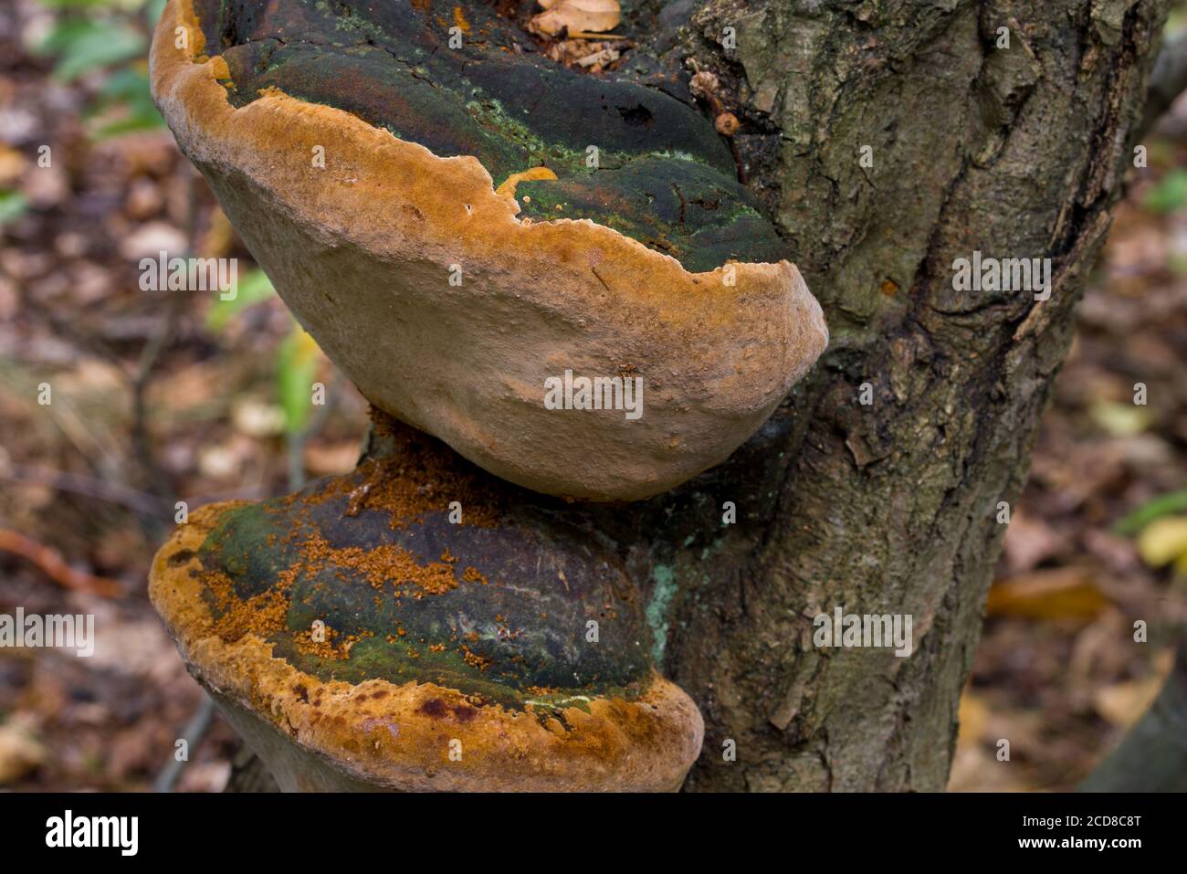 polypore fungus on tree trunk closeup selective focus Stock Photo