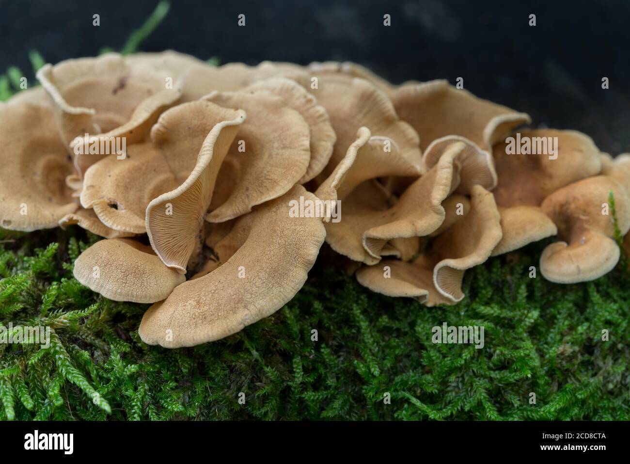 beige heterotroph fungi on tree stump macro selective focus Stock Photo