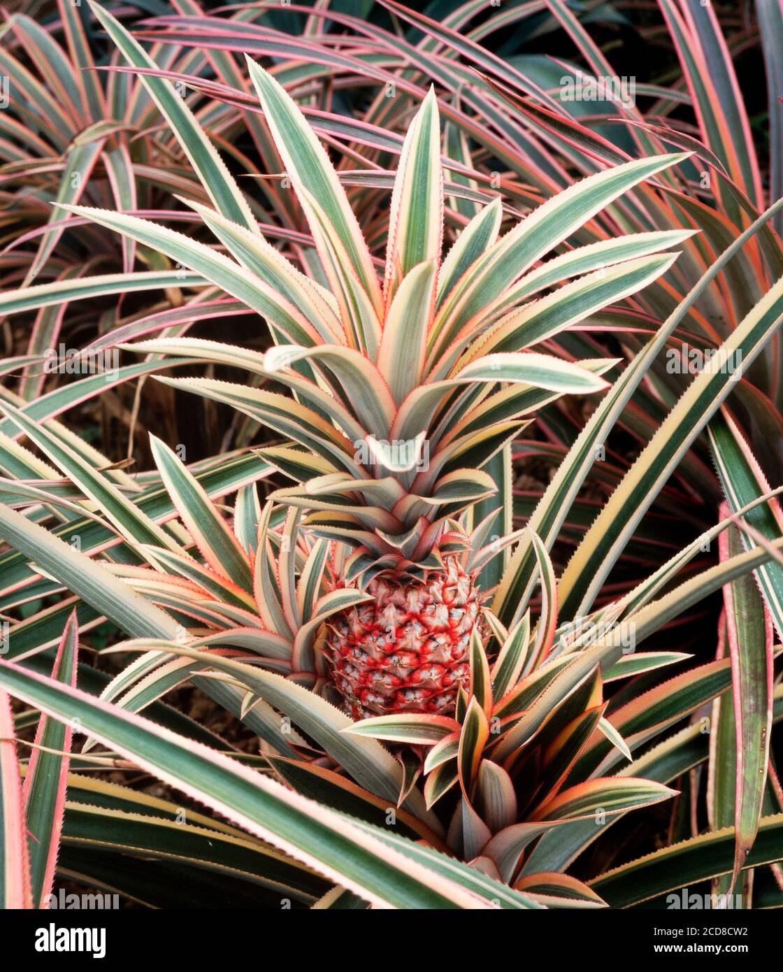 Pineapple fruit, young fruit growing on the plant, Anenas comosus Stock Photo