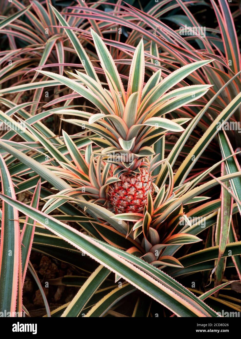 Pineapple fruit, young fruit growing on the plant, Anenas comosus Stock Photo