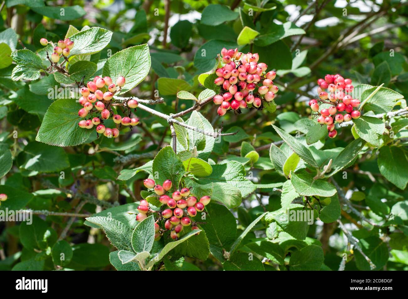Way Tree Wayfarer Tree High Resolution Stock Photography and Images - Alamy