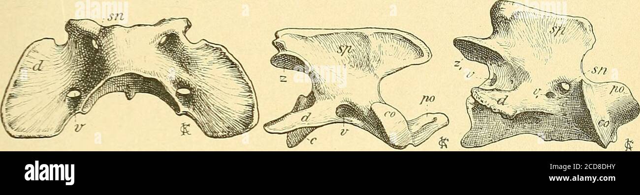 Handbuch der Palæontologie . Mammalia. Säugethiere. 7 oberen Bogens auf der  Jnnenseite und vereinigt sich mit dem Medul-larcanal. Das Verbindungsstück  zwischen Di- und Parapophyse ent-spricht den Halsrippen der Reptilien;  dasselbe sendet
