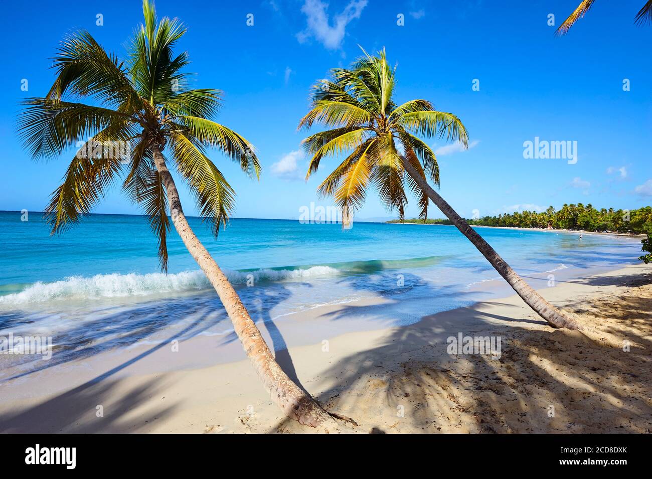 France, Martinique, Sainte Anne, Grand Anse des Salines Beach Stock