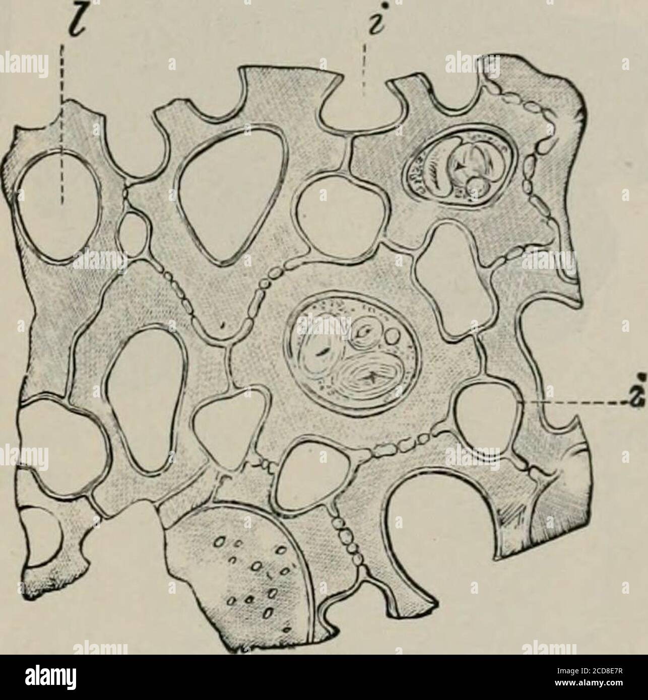 . The microscopy of vegetable foods, with special reference to the detection of adulteration and the diagnosis of mixtures . Fig. 211. Jack Bean. Subepidermal cellsof spermoderm. Xi6o. (Moeller.) Fig. 212. Jack Bean. Cotyledon tissueshowing i intercellular spaces and / sec-tion of cell arm. X160. (Moeller.) layers of column cells (Fig. 211). The starch (Fig. 212) is of muchthe same size and form as that of the common bean. BIBLIOGRAPHY.See General Bibliography, pp. 671-674: Moeller (29). FENUGREEK. Seeds of fenugreek {Trigonella Foemim-Graecum L.), remarkable alikefor their curious shape, arom Stock Photo
