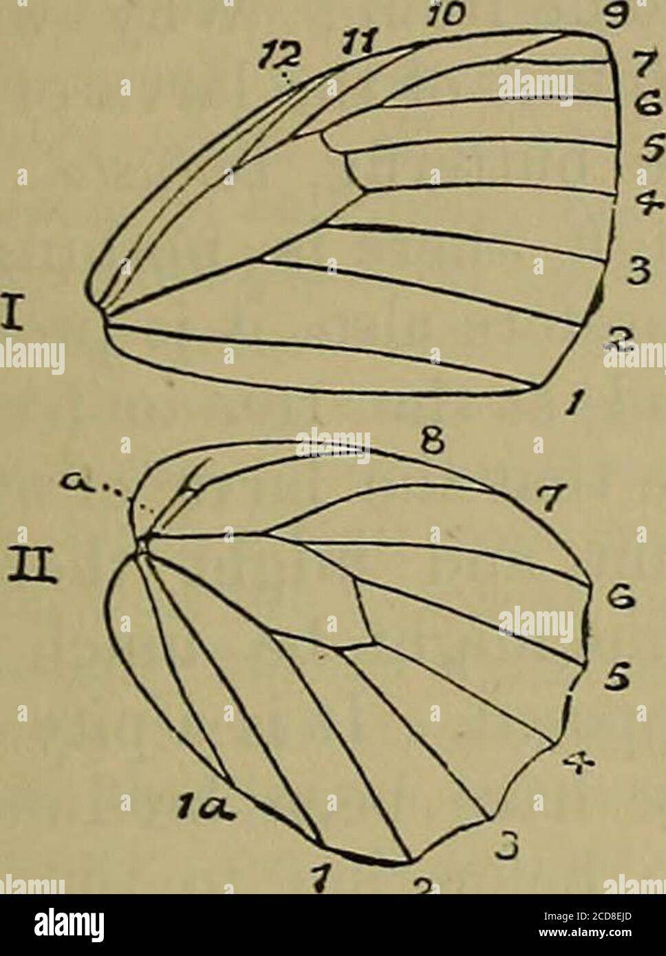 . Journal of the Bombay Natural History Society . the black outer margin not being produced inwardlj^ in interspace3 on the upperside of the fore wing. These three groups present nodifficulty even though the amount and intensity of the black mark-ing may vary greatlj according to season : the general pattern of aspecies always remains the same. The Hyposcritia species indraand lalage with their races or varieties (indra with shiva, statiliaand varendra and lalage with durvasa, argyridina and lagela) canseemingly be separated from all others by the relative lengths of thediscocellular veinlets Stock Photo