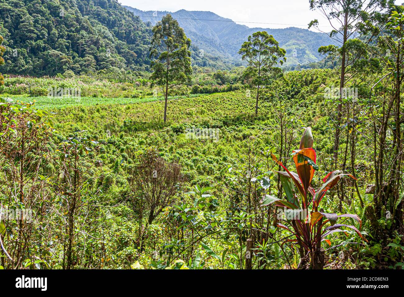 Coffee plantation of Costa Rica Stock Photo