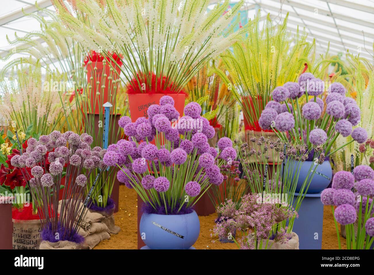 EREMURUS AND ALLIUMS ON DISPLAY AT THE JACQUES AMAND INTERNATIONAL