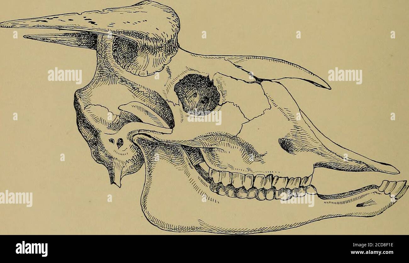 Journal of the Bombay Natural History Society . Fig. 1. Fig. 2. SKULLS OF  GORAL AND TAKIN.(Copied from Milne Edwards Rech. Mamm.) Fig. 1.—Skull op  the Burmese Goral [Ncemorhedus griseus). Fig.