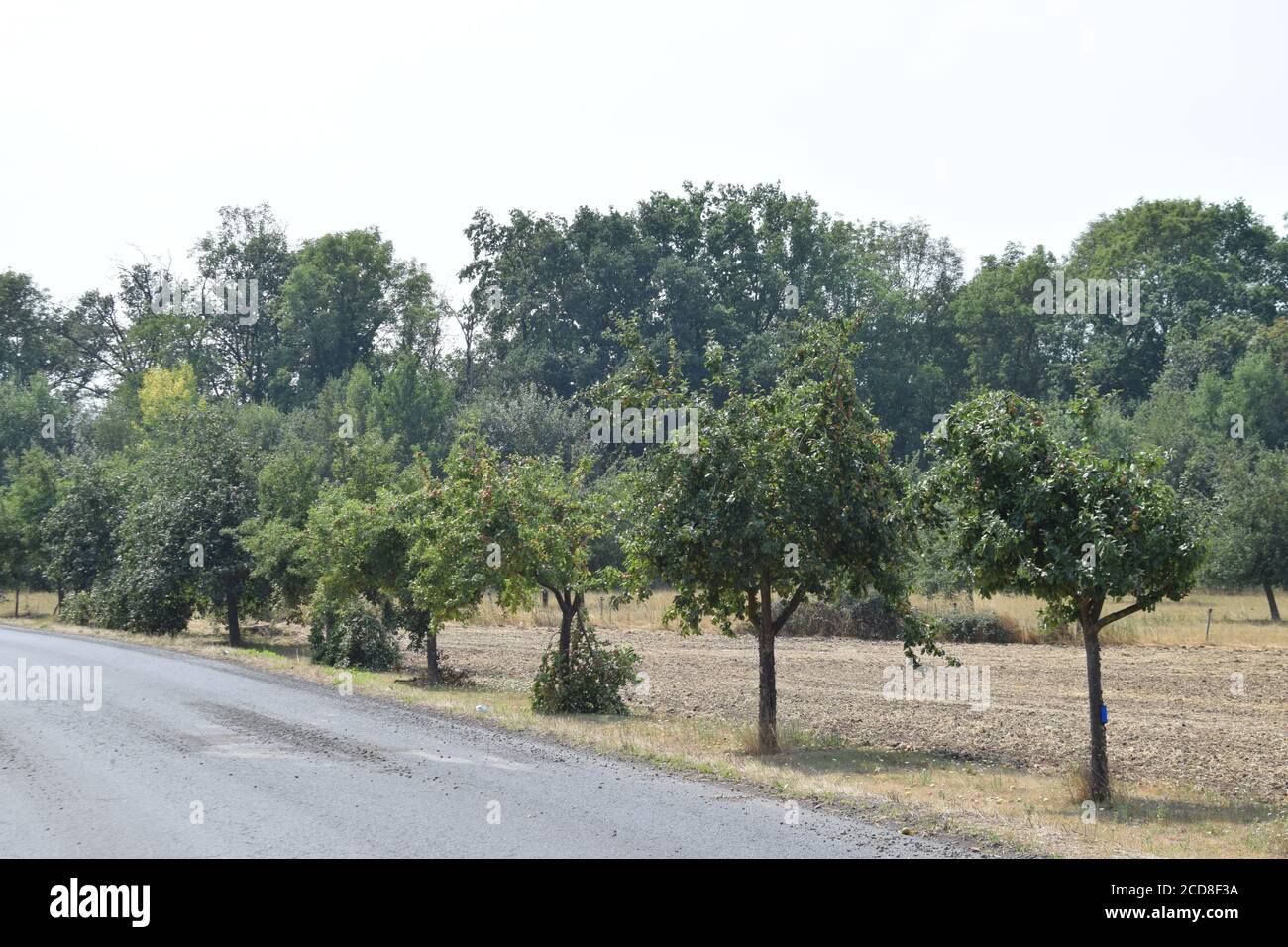 Apple trees with much fruit at the roadside stock photo alamy