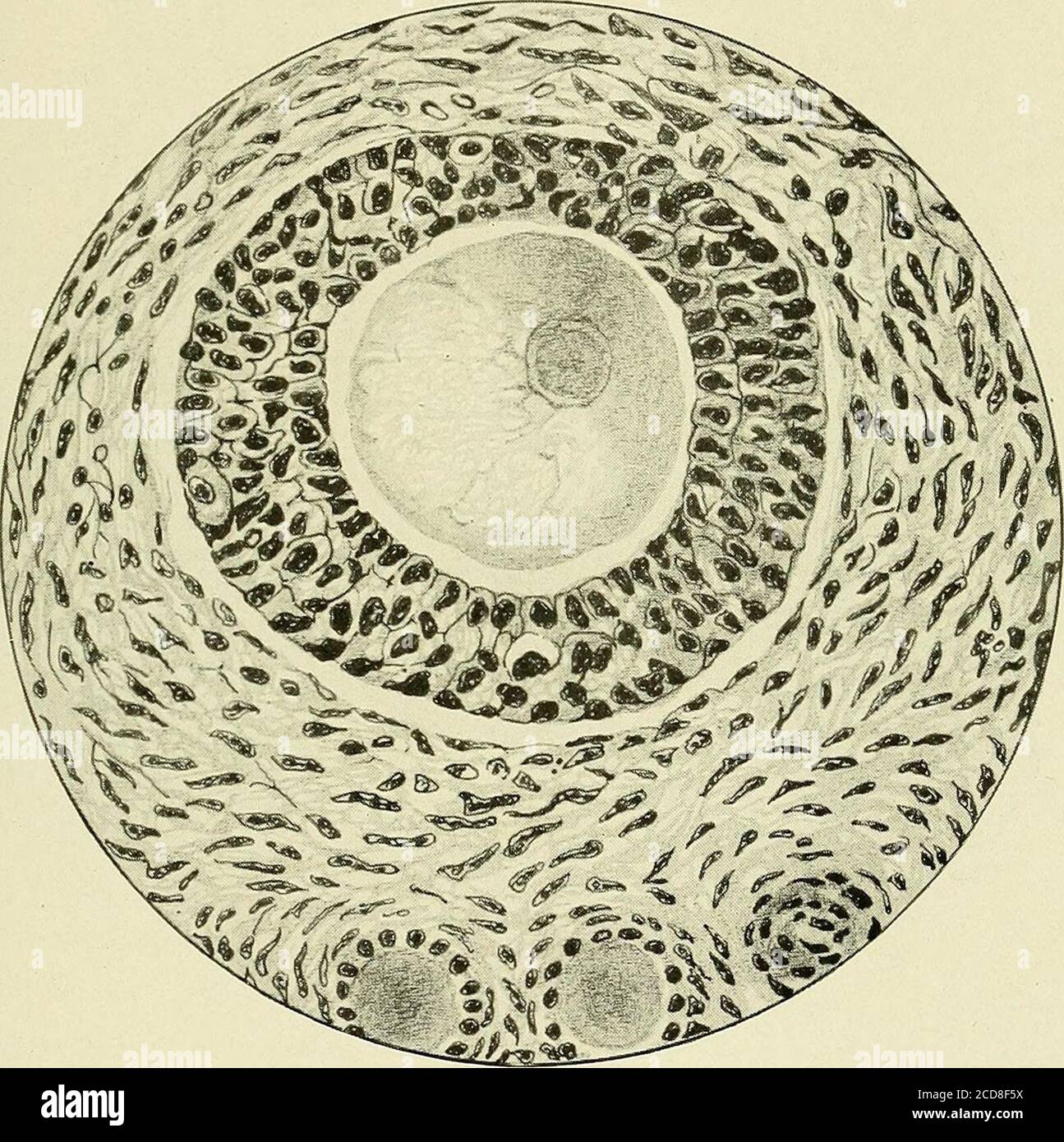 Primordial Cells Uterus