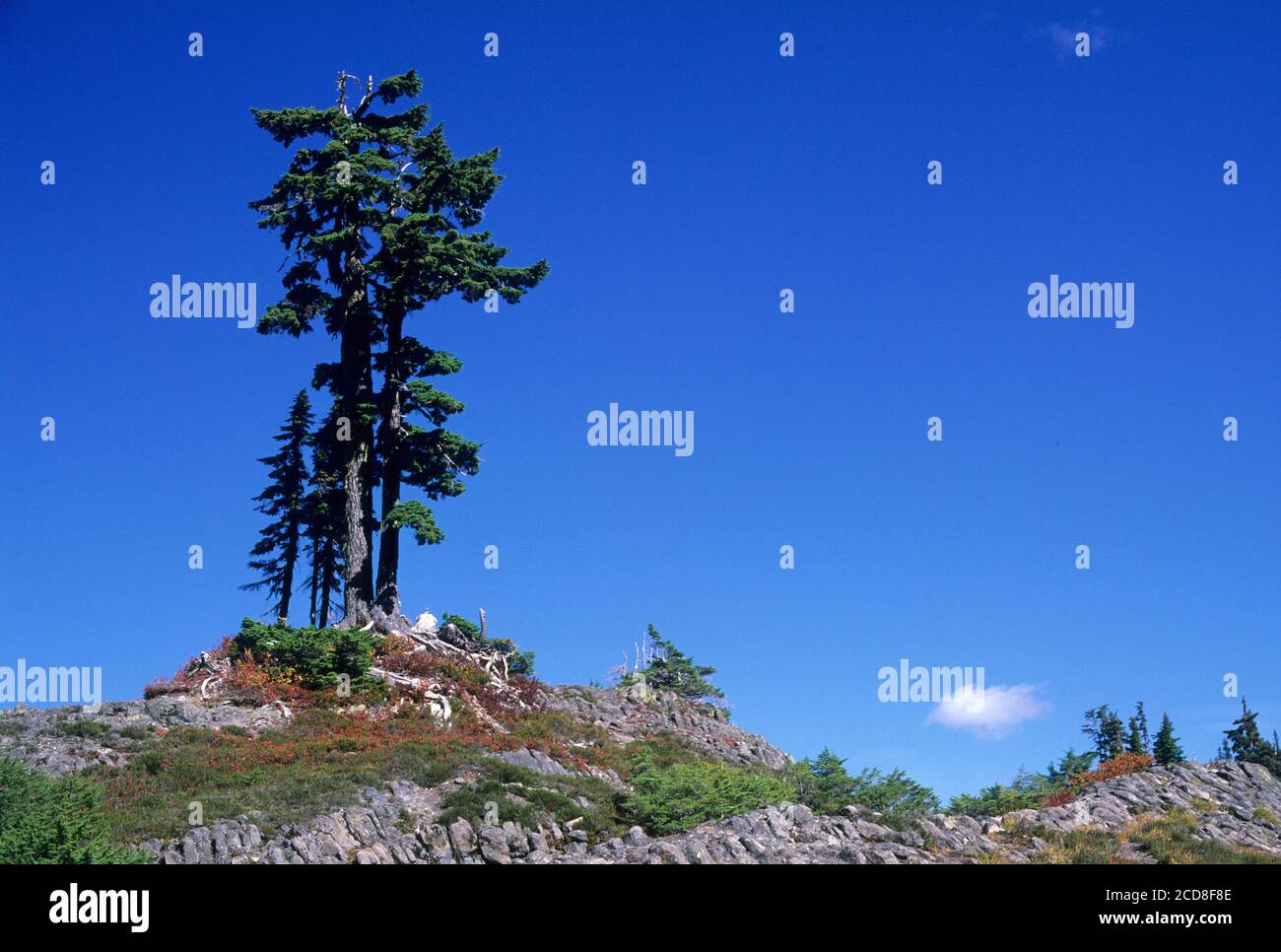 Mountain hemlock from Fire & Ice Trail, Mt Baker Scenic Byway, Mt Baker