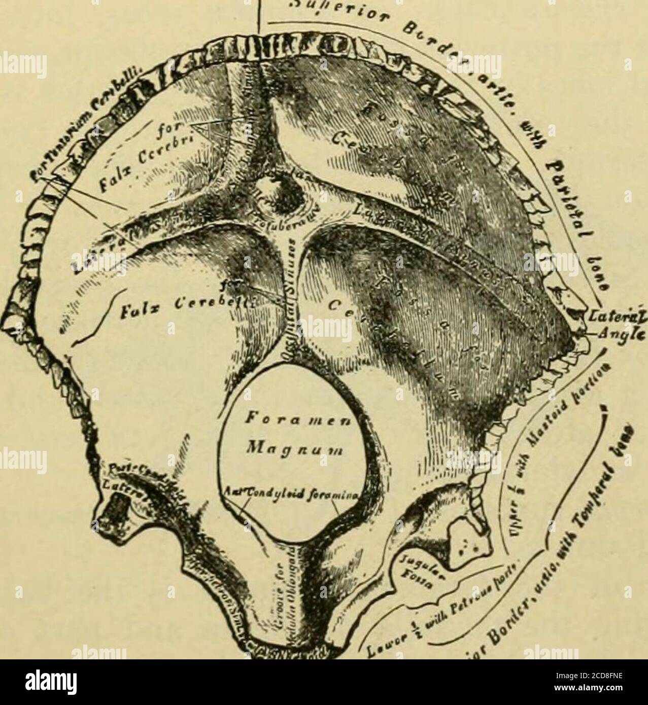. Handbook of anatomy; being a complete compend of anatomy, including the anatomy of the viscera a chapter on dental anatomy, numerous tables, and incorporating the newer nomenclature adopted by the German anatomical Society, generally designated the Basle nomenclature or BNA . Fig. 5.Occipital bone, outer surface. The external and posterior surface is irregularly convex,and presents The occipital protuberance or inion (protuherantia occip-italis externa), for insertion of ligamentum nucha, descendingfrom which to the foramen magnum is The occipital crest {crista occipitalis externa) for tendi Stock Photo
