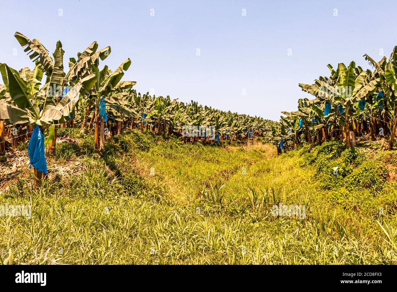 Banana plantation in Costa Rica Stock Photo