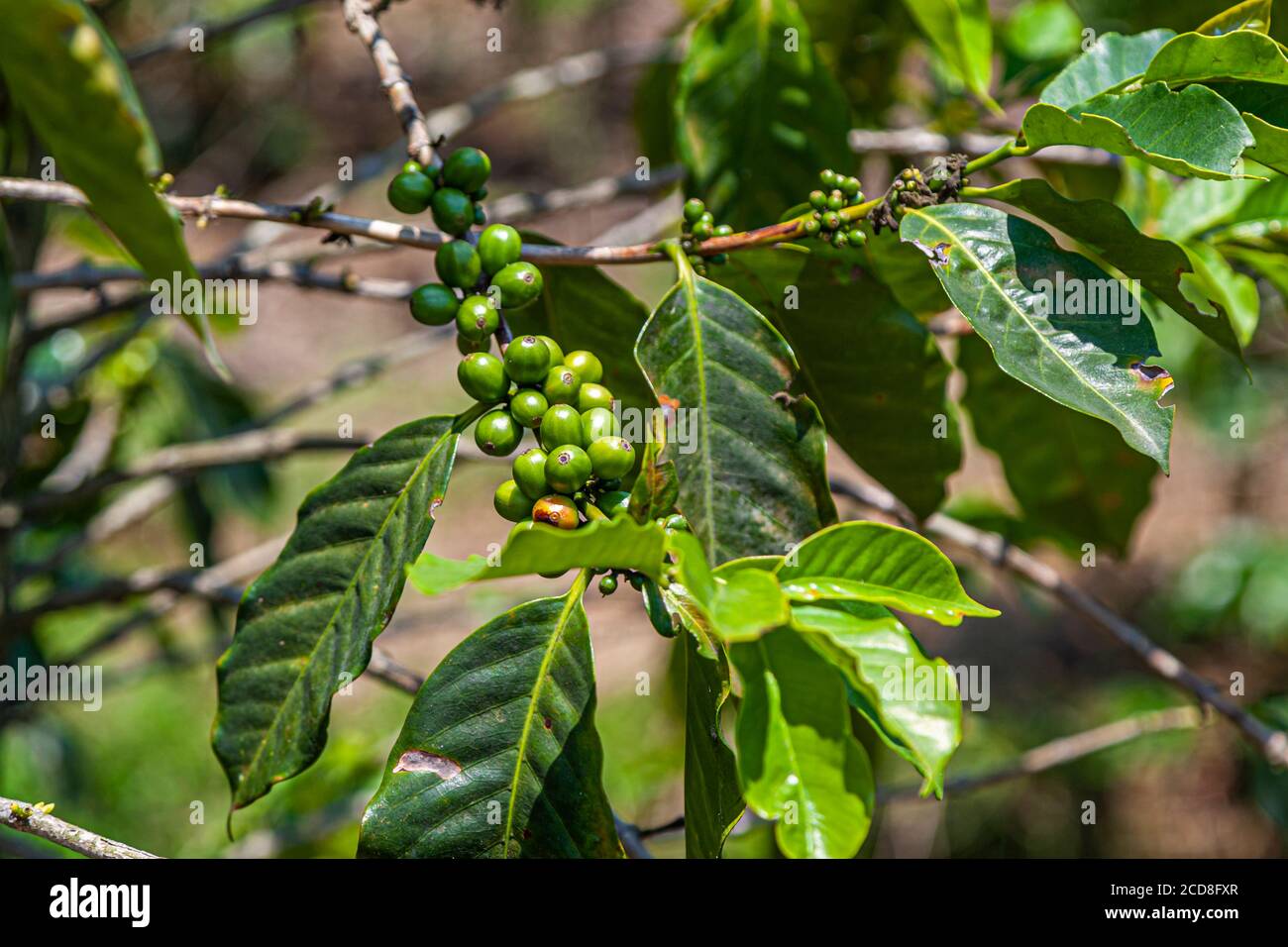 Coffee plants in Costa Rica Stock Photo