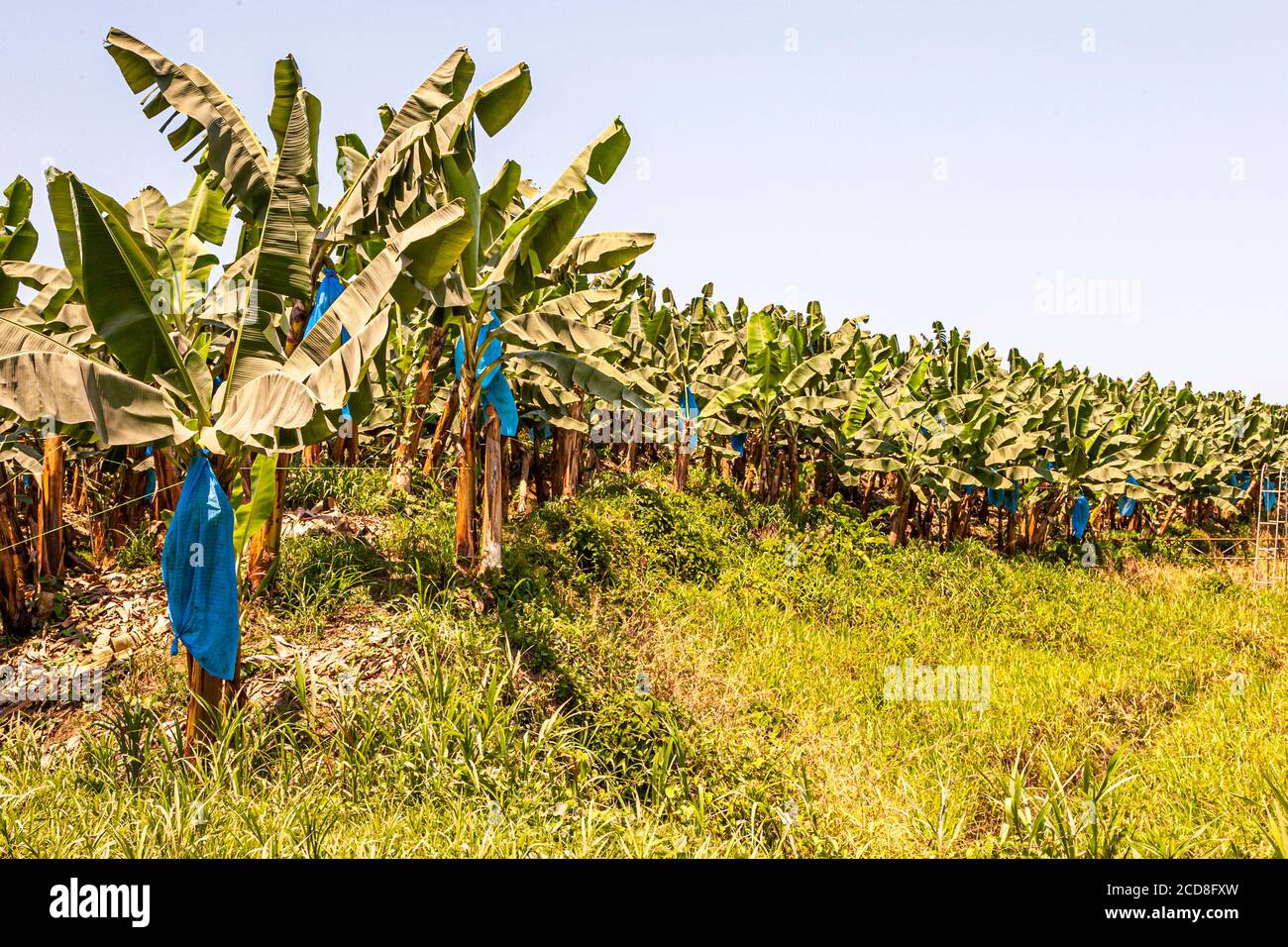 Banana plantation in Costa Rica Stock Photo