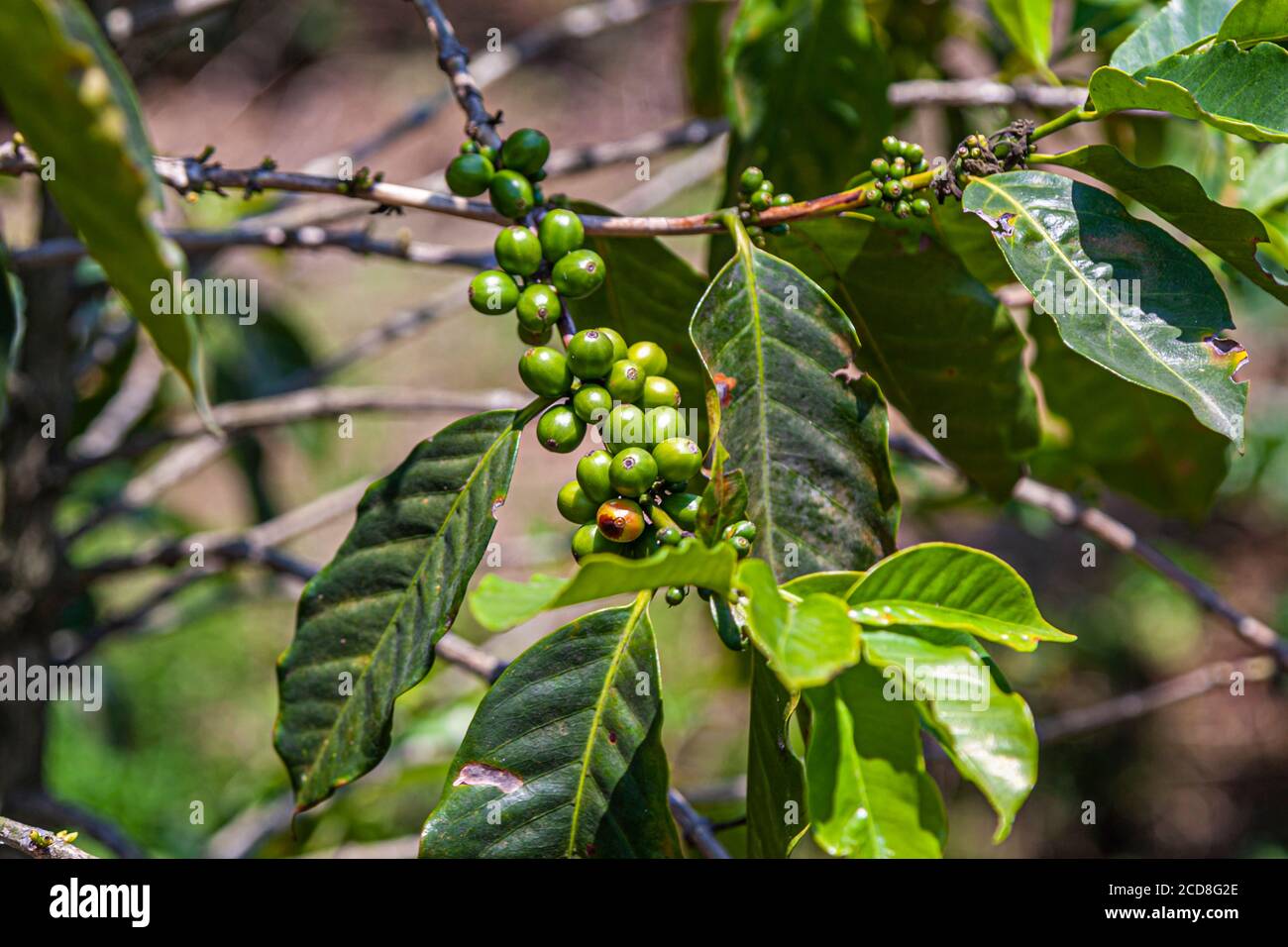 Coffee plants in Costa Rica Stock Photo