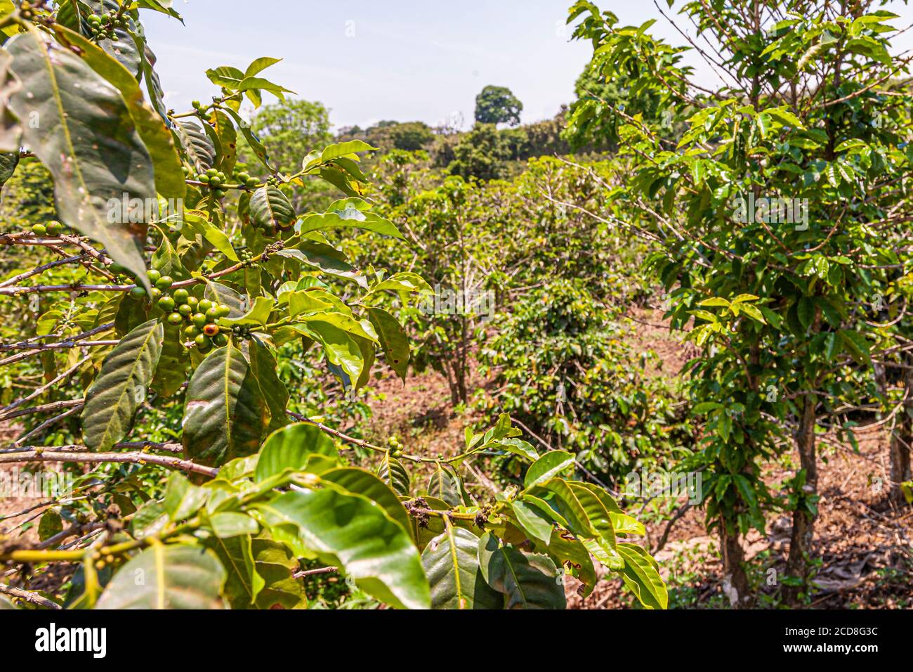 Coffee plants in Costa Rica Stock Photo Alamy