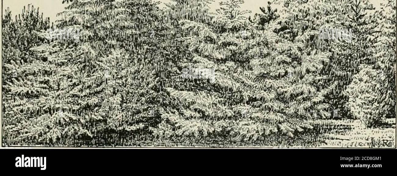 . Lawns and gardens. How to plant and beautify the home lot, the pleasure ground and garden . ?&gt;, «i. FIG. 47.—SCREEN PLANTING. PSEUDOTSUGA DOUGLASII. ABIES NOBILIS GLAUCA. PICEA PICHTA. prevent the loss of the lower branches, and all superfluoustrees must be removed without hesitation, as soon as thisbecomes necessary. Iu order to provide shelter, or for the sake of excludingdisagreeable views, or to render a place more secluded andprivate, dense plantations are often formed around theentire garden. The outlines of this screen-planting should 84 Grouping ano /IDassino of Urces anc Shrubs. Stock Photo