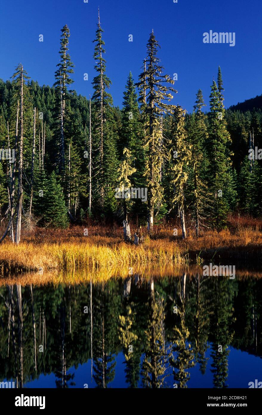 Mosquito Lake, Gifford Pinchot National Forest, Washington Stock Photo