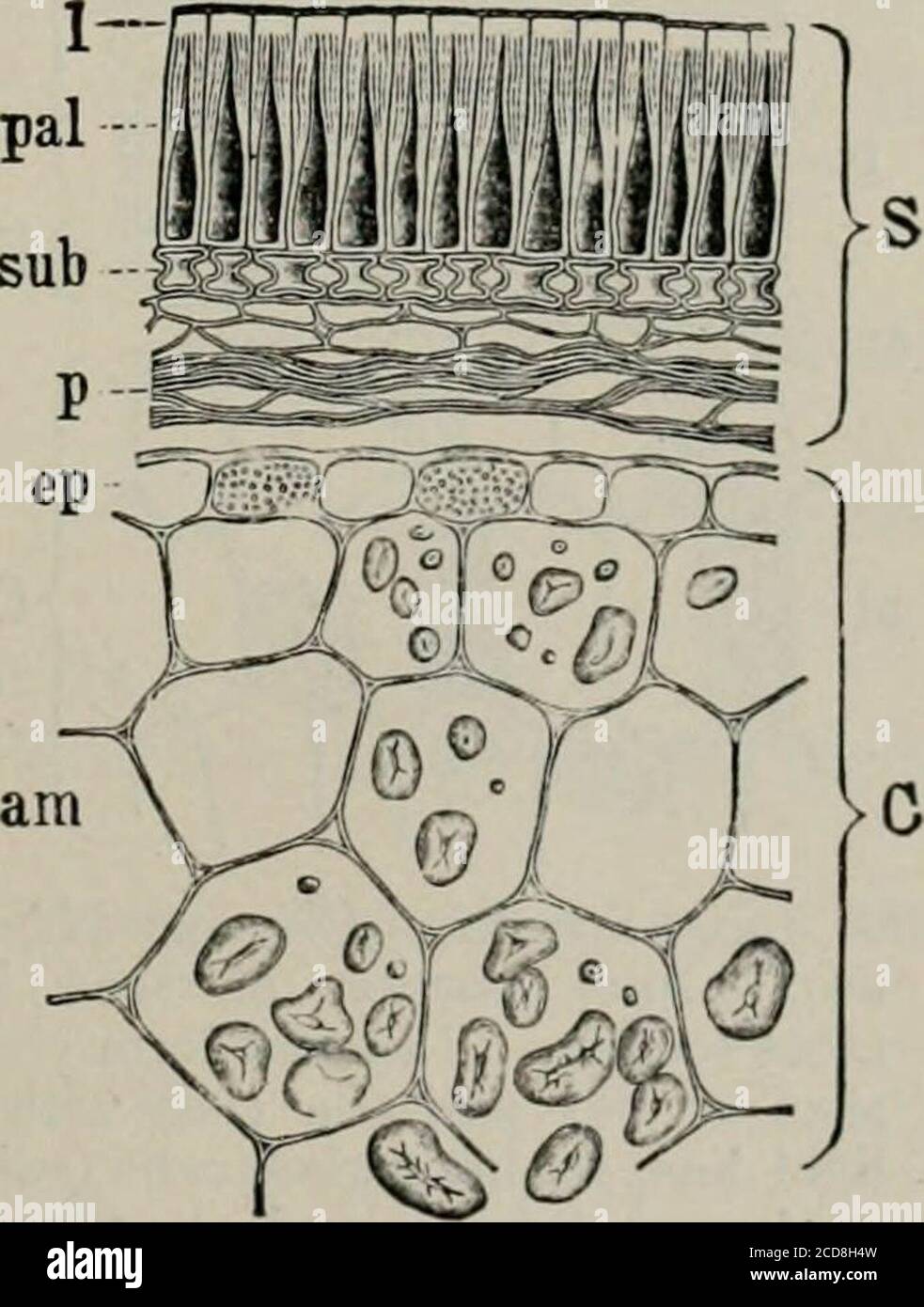 . The microscopy of vegetable foods, with special reference to the detection of adulteration and the diagnosis of mixtures . iers et Collin (42); Vogl (45). Beck: Vergl. Anatomic der Samen von Vicia und Ervum. Sitzb. Wiener Akad. 1873, 77. Sempolowski: Ueber den Bau der Schale landwirthschaftlich wichtiger Samen. Landw. Jahrb. 1874, 3, 823. CHINA BEAN. Varieties of Vigna Catjang Walp (F. Sinensis Endl., Dolichos SinensisL.) are grown in the East for their seeds, and in the Southern States as avegetable and for forage and manuring. Although known in America as the cowpea or black pea, the plant Stock Photo