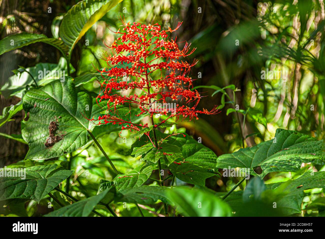 Flowers of Costa Rica Stock Photo