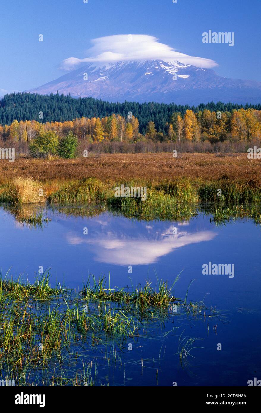 Mt Adams view, Trout Lake Natural Area Preserve, Washington Stock Photo