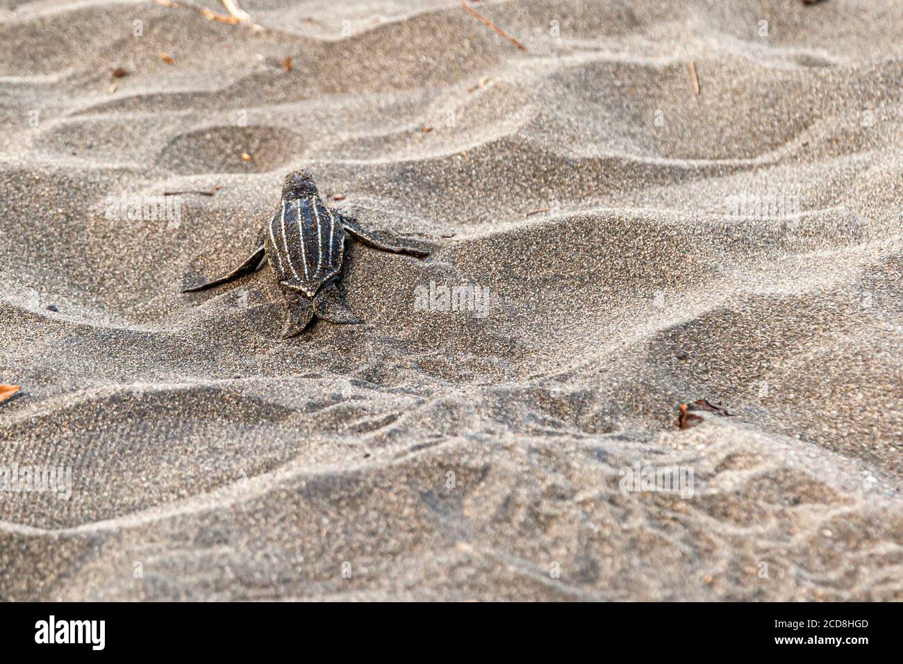 Hatchling heading for the Ocean. Biosphere citizen science project for ...