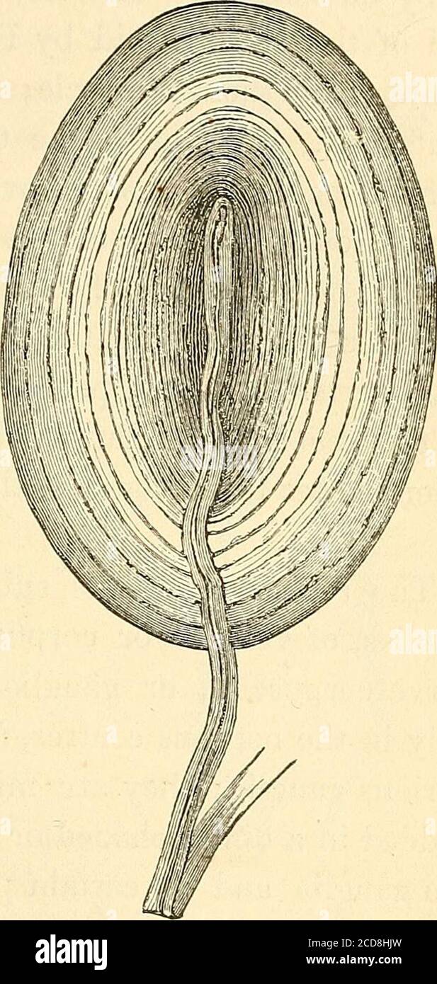 . Hand-book of physiology . centric layers of fine membrane, with intervening spaces con-taining fluid; through its pedicle passes a single nerve-fibre,which, after traversing the several concentric layers and their * See for a description of these bodies an abstract of Henle andKollikers essay on them (xxv. 1843—4, p. 46); Mr. Bowman in theCyclopagdia of Anatomy and Physiology; Kolliker (ccvi. p. 318); andHuxley (ccxvii. vol. i.)- t Fig. 40, Extremities of a nerve of the finger with Pacinian corpus-cles attached, about the natural size. Adapted from Henle and Kolliker. J rig.41. A magnified v Stock Photo